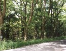 19 trees